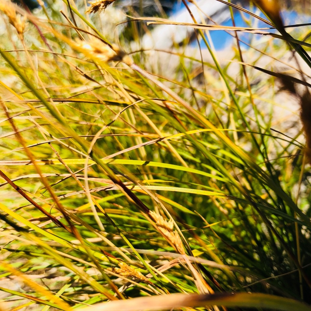 Meet your Posher, Jenae